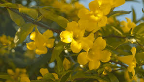 Image result for Jasminum stenolobum