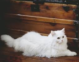 Funny cat names for female. White Cat Names Top 100 Best Names For White Cats