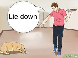 3 Ways To Keep A Dog From Sneaking Human Food Wikihow