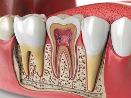 Image result for Tooth Anatomy