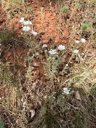 Image result for Cerastium octandrum