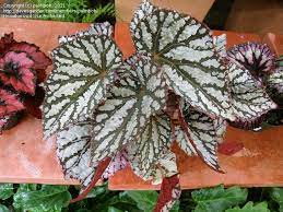 Full Size Picture Of King Begonia Painted Begonia Painted Leaf Begonia Rex Cultorum Begonia Judy Cook B Begonia Painted Leaves Perennial Flowering Plants