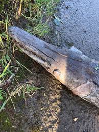 Poaching is a constant threat to the crocodile species. Strange Crocodile Like Creature Turns Up On Footpath In Risca Wales Online