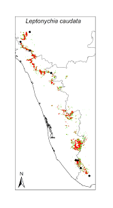 Image result for Leptonychia