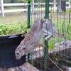 For many, the best way to get rid of rabbits is to use scram. 1
