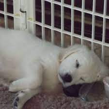 It's also free to list your available puppies and litters on our site. English Cream White Golden Retriever Puppies Asleep The Ark White English Cream Golden Retrievers