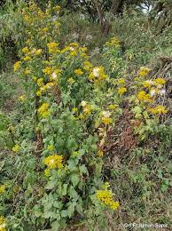 Image result for Crassocephalum montuosum