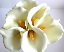We did not find results for: Types Of Flowers Pictures Calla Lilies Bouquet Calla Lily Lily Flowers Bouquets Lily Flowers Lisasherva S Blog