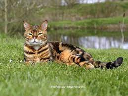 Toyger The Toyger Wallpapers Fun Animals Wiki Videos Pictures Stories Cats Bengal Cat Beautiful Cats