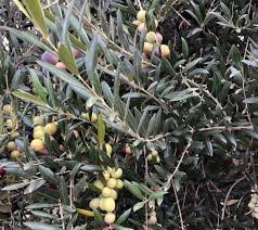 The Health Benefits Of Olive Leaf Extract Mindfood Olive Leaf Healing Herbs Medicinal Plants