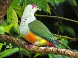 Check spelling or type a new query. Palau National Symbols National Animal National Flower