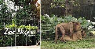 Sorry, there are no tours or activities available to book online for the date(s) you selected. With Fewer Visitors Since Mco M Sian Zoo Animals Have Been Getting A Lot More Frisky