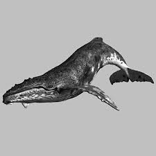 Lightwave Humpback Whale Whale Drawing Humpback Whale Whale