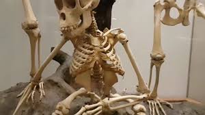 Muzeul national de istorie a romaniei. Grigore Antipa Natural History Museum In Bucharest Youtube