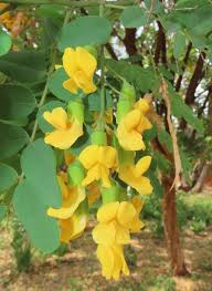 Image result for Calpurnia aurea