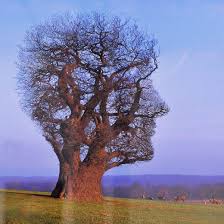Image result for copertine dischi pink floyd
