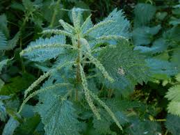 Image result for Elatostema welwitschii