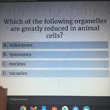 These organelles carry out specific functions necessary for survival and normal operation of the cells. Vf P Which Of The Following Organelles Are Greatly Reduced In Animal Cells A Eukaryotes B Brainly Com