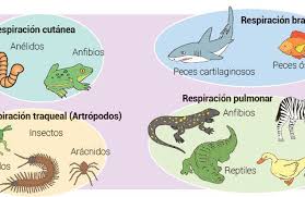 El proceso que realizan algunos animales de respirar por la piel se llama respiración cutánea, y para que esto se de, los animales en cuestión deben vivir constantemente en un ambiente muy húmedo (o incluso sumergidos en el agua); 4 Tipos De Respiracion De Los Animales Novocom Top
