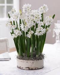 Beautiful Beautiful Spring Flowers Beautiful Flowers Spring Bulb Flowers Paperwhite Flowers Paperwhites