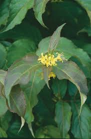 Maybe you would like to learn more about one of these? Dwarf Bush Honeysuckle Kiwi Nurseries Ltd