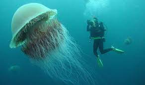 The lion's mane jellyfish has separate sexes. Worlds Largest Species Of Jellyfish The Lions Mane Interestingasfuck