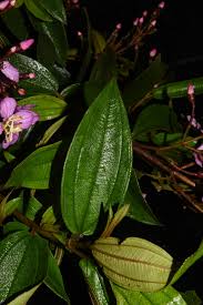 Image result for Dichaetanthera corymbosa