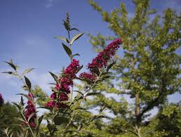 Because butterfly bushes are hybrids, you'll often find that the seedlings look weedy. Butterfly Bush Control Is Butterfly Bush An Invasive Species