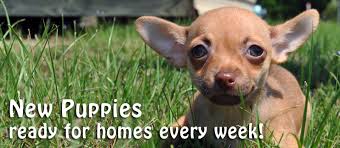 We found 21 pet friendly apartments for rent in dothan, al on realtor.com®. Wet Pets Dothan Al
