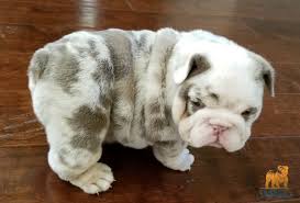Below is a list of the colors and markings available for this breed. Merle Color English Bulldog Novocom Top