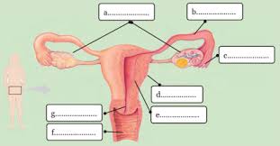 We did not find results for: Kunci Jawaban Melengkapi Gambar Organ Organ Penyusun Sistem Reproduksi Perempuan Rofa Education Centre