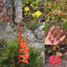 Image result for Teedia lucida