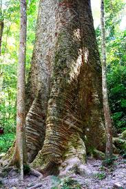 Image result for Dipterocarpaceae