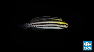 A linespot fangblenny, meiacanthus grammistes, on wilsons reef, great barrier reef, queensland, june 2015. Striped Blenny Meiacanthus Grammistes Ora Oceans Reefs Aquariums
