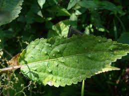 Image result for Laportea ovalifolia
