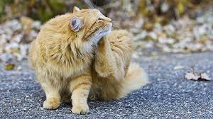 Roundworms look like short strands of thick white thread, and a cat with a particularly bad case may actually vomit them. Fleas Ticks Worms Cats Blue Cross Animal Hospital Toronto Veterinarian