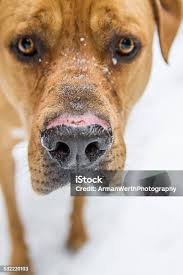 Snow Whiskers Stock Photo
