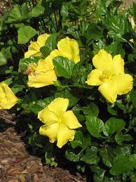 Hibiscus flower yellow plant bloom blossom nature garden pistil hawaii. Choose The Right Hibiscus For Your Needs Hgtv