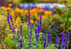 Tidy border plant and mass plantings. 43 Best Perennials Flowers For Full Sun Borders And Shade