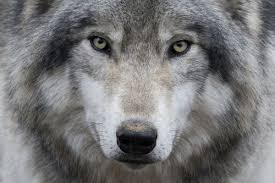 Black And Grey Wolf With Blue Eyes The Black Wolf Is A Melanistic Colour Variant Of The Grey Wolf Canis Lupus Wolf With Blue Eyes Dogs Wolf