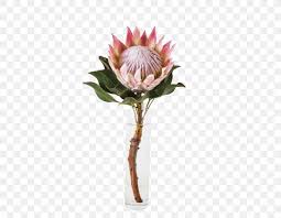 We did not find results for: King Protea Flower Garden South Africa National Cricket Team Png 651x637px King Protea Artificial Flower Botanical