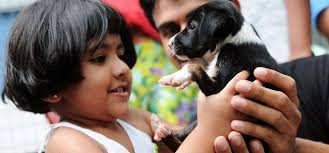 This form is most successful when completed. 12 Reasons Why You Must Adopt A Stray Dog Today