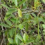 Image result for Rhizophora racemosa
