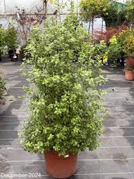 Image result for Pittosporum tenuifolium