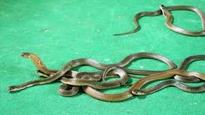 Ular masuk rumah menurut pemahaman ilmu kejawen ular masuk rumah memang mengejutkan, karena habitat ular… 9 Arti Mimpi Melihat Ular Yang Sering Dialami Jika Ular Masuk Rumah Pertanda Akan Datang Cobaan Tribun Bali