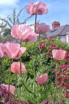 Its tiny yellow, pink, red, or white flowers form. Midwest Gardening Best Performing Perennials