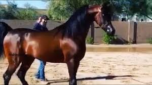 arabian horses خيل عربي اصيل rossijskaya federaciya vlip lv