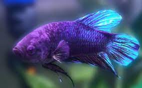Therefore, the recommended time you can leave your fish without food is 4 or 5 days. How Long Can Your Betta Fish Go Without Food Aquariumnexus