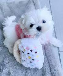 Available Cheap Mini Baby Maltese Puppies For Sale Maltese Puppy Teacup Puppies Maltese Maltese Puppies For Sale