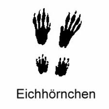 Tierspuren im schnee erzählen eine geschichte. Tierspuren Youngstarswiki